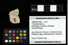 Foto (Objekt + Etiketten) von ? Goniodromites sp. 